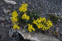 Erysimum jugicola