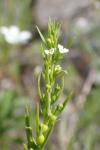 Thesium alpinum