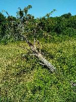 Juniperus communis