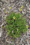 Bulbine frutescens