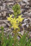 Bulbine frutescens