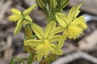 Bulbine frutescens