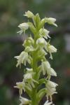 Pseudorchis albida