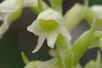 Pseudorchis albida