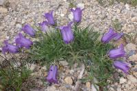 Campanula alpestris