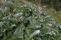 Petasites paradoxus