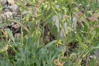 Brassica repanda