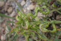 Brassica repanda