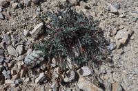Astragalus australis