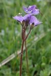 Veronica aphylla