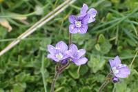 Veronica aphylla