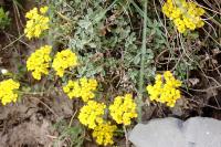 Alyssum alpestre