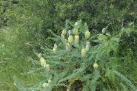 Astragalus alopecurus