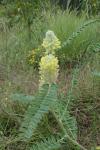 Astragalus alopecurus