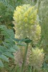 Astragalus alopecurus