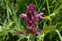 Betonica hirsuta