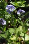 Veronica alpina