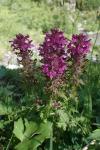 Pedicularis verticillata