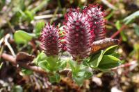 Salix breviserrata