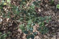 Ilex aquifolium
