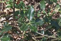 Ilex aquifolium