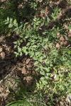 Ruscus aculeatus