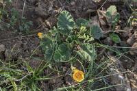 Geum sylvaticum