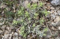 Teucrium aureum