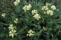 Oxytropis campestris