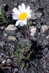 Leucanthemopsis alpina