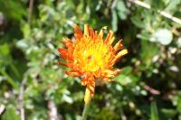 Crepis aurea