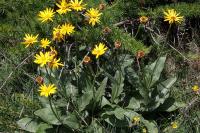 Senecio doronicum