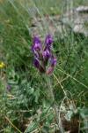 Oxytropis halleri