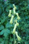Aconitum lycoctonum