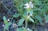 Galeopsis ladanum