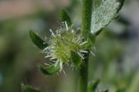 Lappula squarrosa