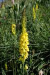 Linaria angustissima