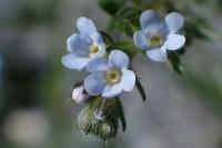 Lappula squarrosa