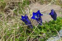 Gentiana acaulis