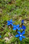 Gentiana verna