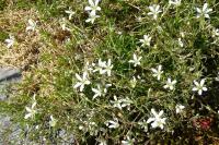 Arenaria grandiflora