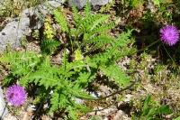 Carduus defloratus subsp. defloratus