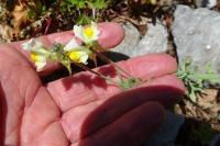Linaria supina