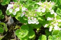 Teucrium pyrenaicum