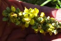 Verbascum lychnitis
