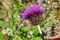 Carduus defloratus subsp. defloratus