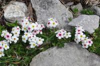 Androsace villosa