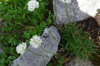 Armeria pubinervis
