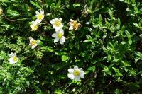 Dryas octopetala
