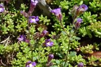 Chaenorhinum origanifolium